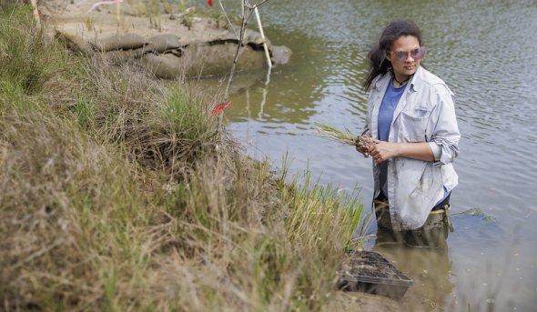 A student stands in the water in a wetlands marsh.