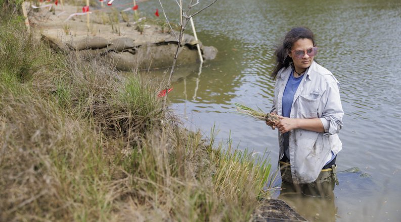 A student stands in the water in a wetlands marsh.